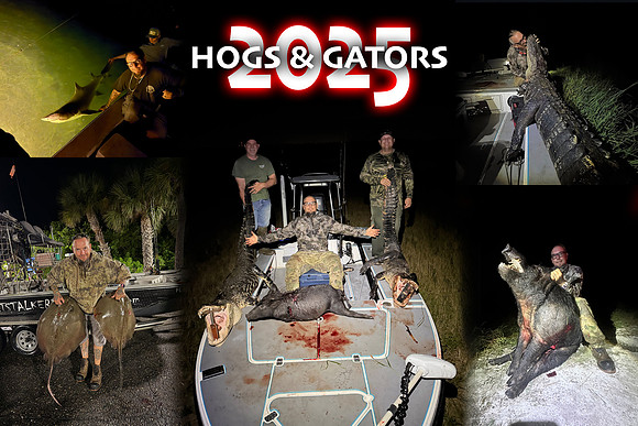 Hogs & Gators