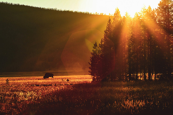 Bison Sunset